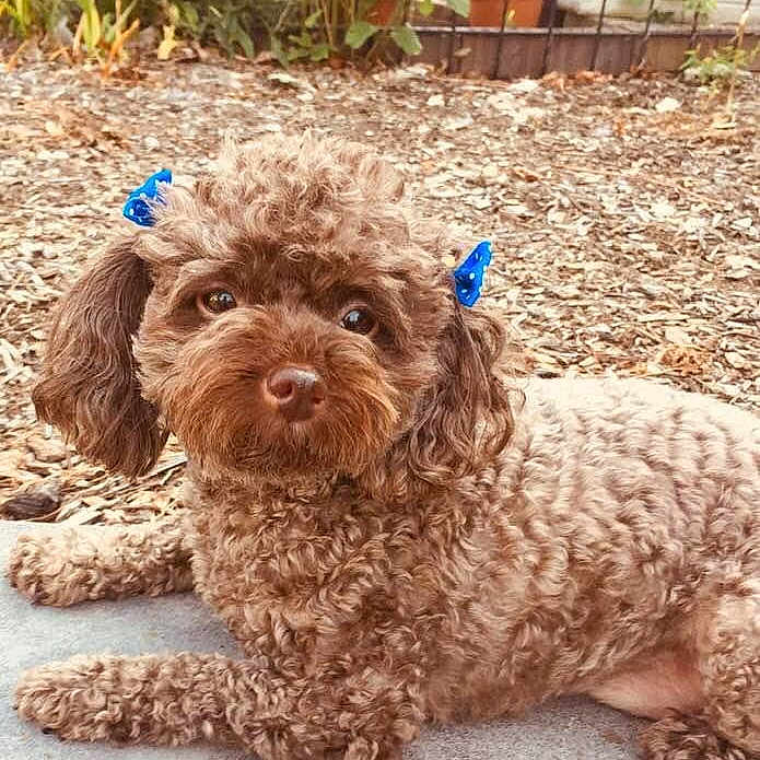 Princess Coco