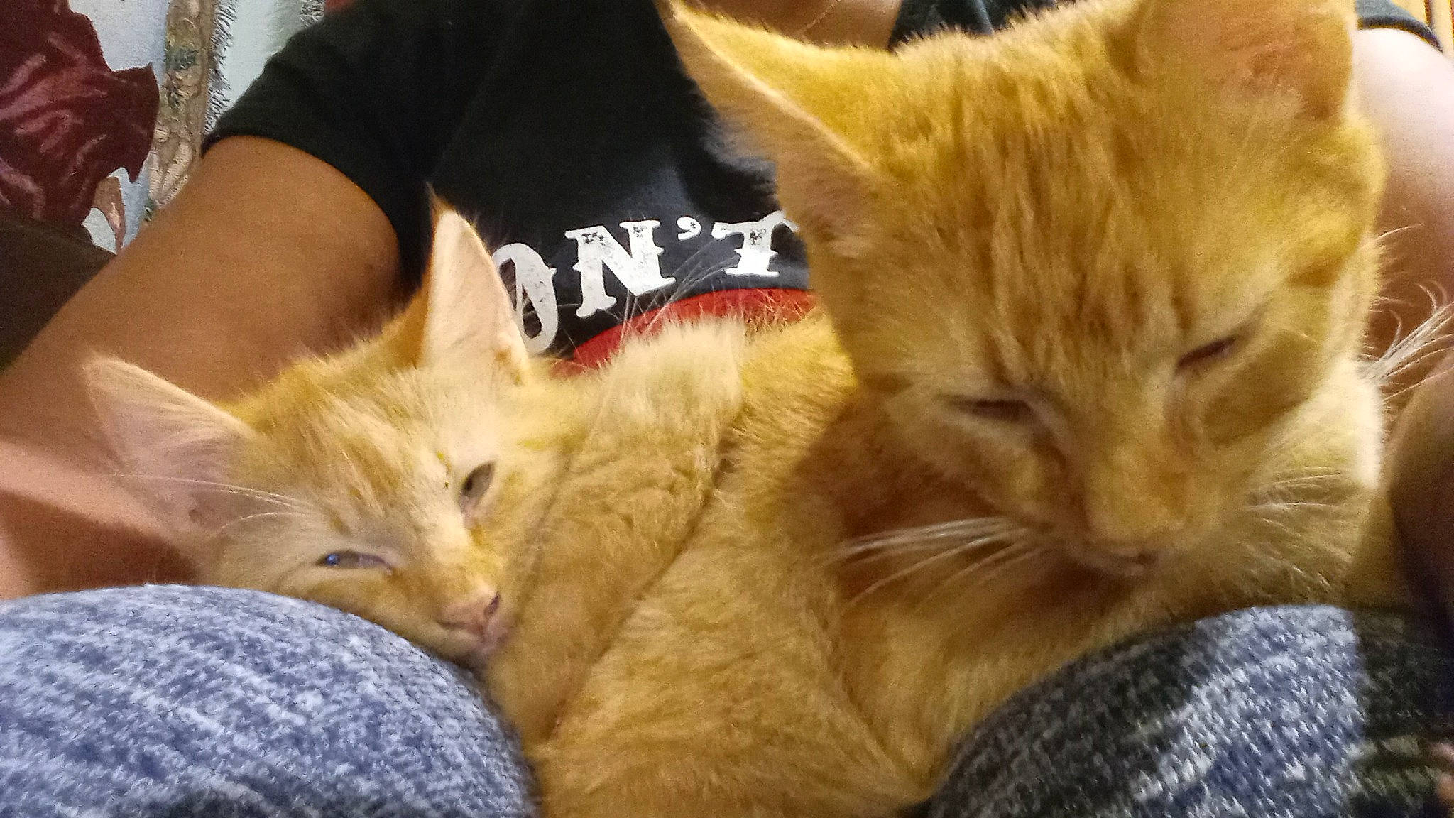 Hunter And Anya is registered to the contest to win money with this photo: carnivore, cat, claw, comfort, companion_dog, domestic_short_haired_cat, ear, fawn, felidae, fur, mammal, nap, paw, small_to_medium_sized_cats, vertebrate, whiskers