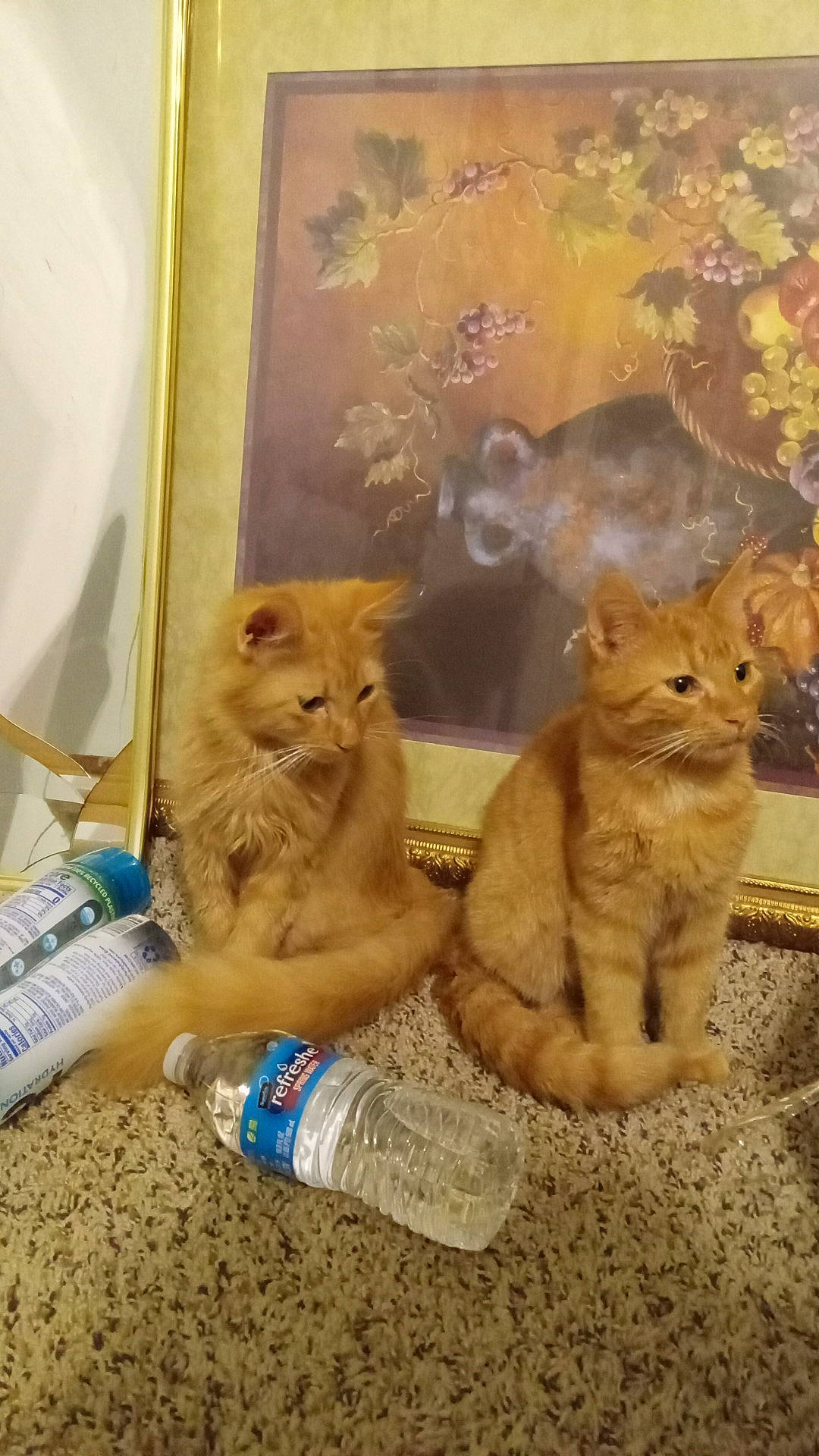 Hunter And Anya joined the competition — help win amazing prizes! art, brown, carnivore, cat, claw, domestic_short_haired_cat, fawn, felidae, flooring, fur, paw, pet_supply, photo_caption, small_to_medium_sized_cats, snout, soil, tail, terrestrial_animal, whiskers, wildlife