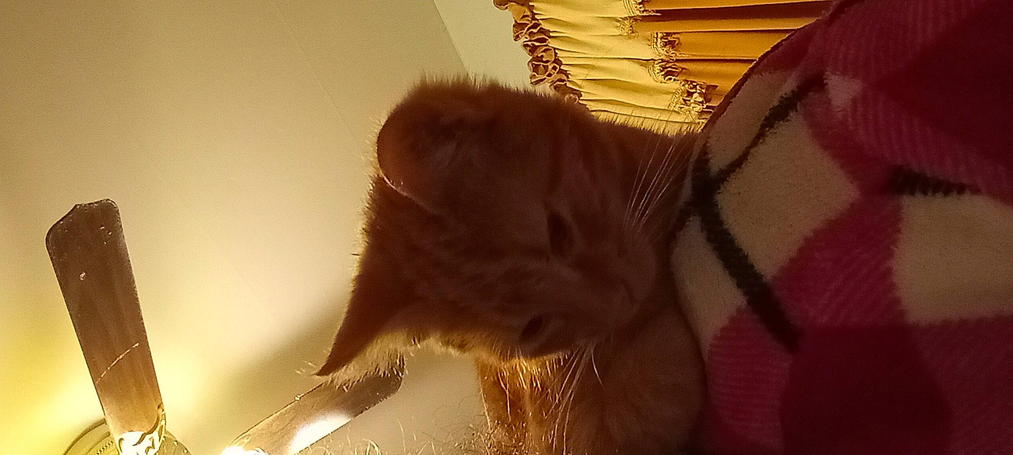 Hunter And Anya joined the competition — help win amazing prizes! canidae, carnivore, cat, claw, domestic_short_haired_cat, ear, fawn, felidae, flooring, fur, hardwood, paw, shadow, small_to_medium_sized_cats, snout, tail, tints_and_shades, whiskers, window, wood