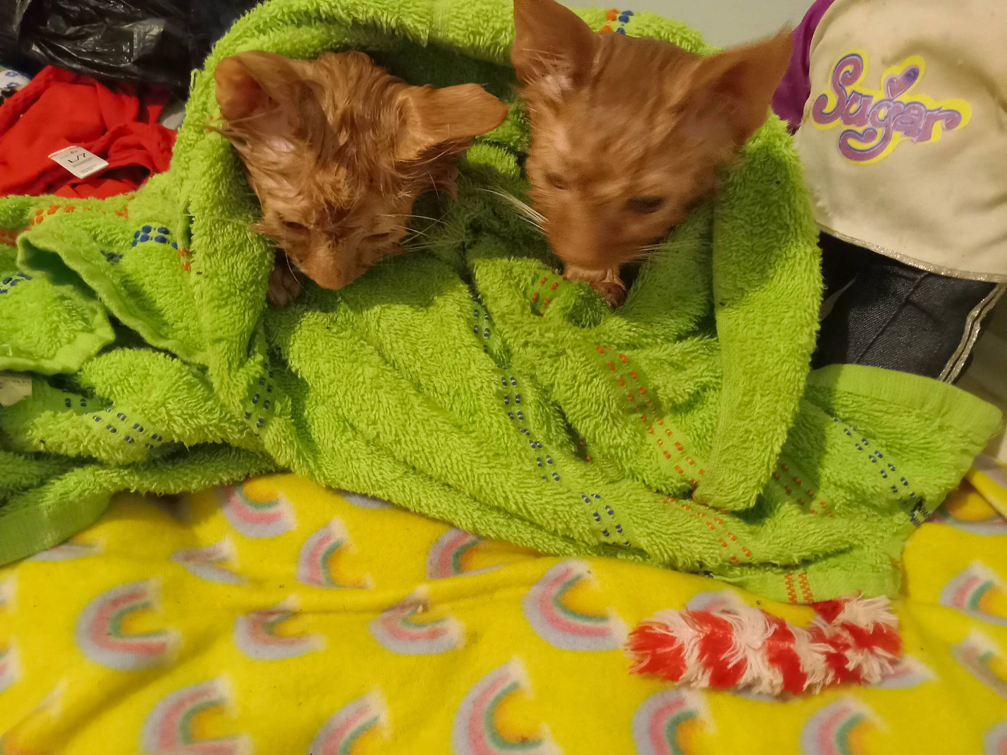 Anya joined the competition — help win amazing prizes! blanket, carnivore, cat, comfort, domestic_short_haired_cat, fawn, felidae, fur, grass, knitting, linens, pattern, plant, small_to_medium_sized_cats, thread, weaving, whiskers, wool, woolen, woven_fabric