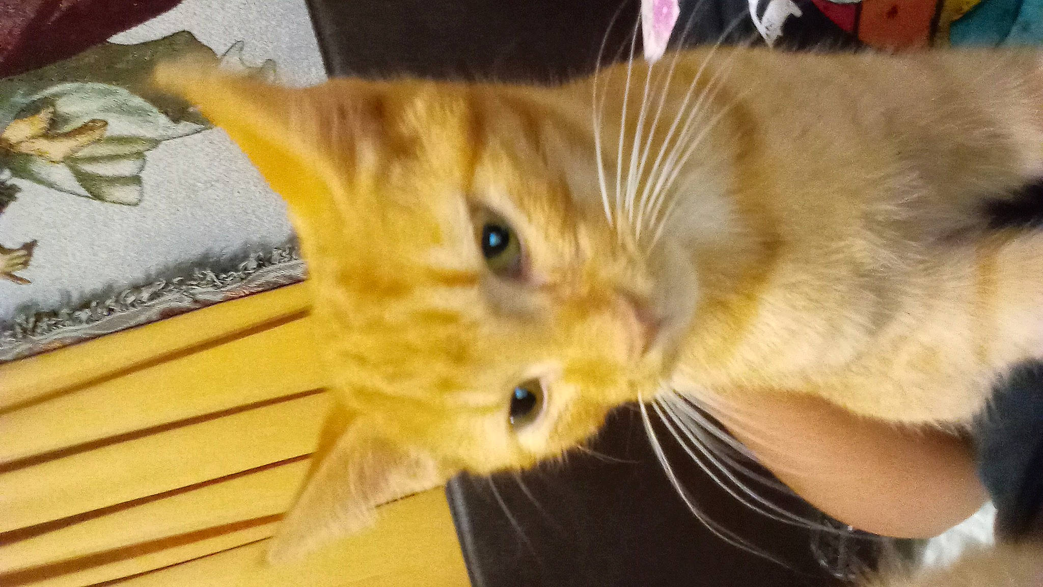 Anya joined the competition — help win amazing prizes! carnivore, cat, claw, comfort, domestic_short_haired_cat, ear, fawn, felidae, fur, paw, small_to_medium_sized_cats, snout, tail, whiskers, wood