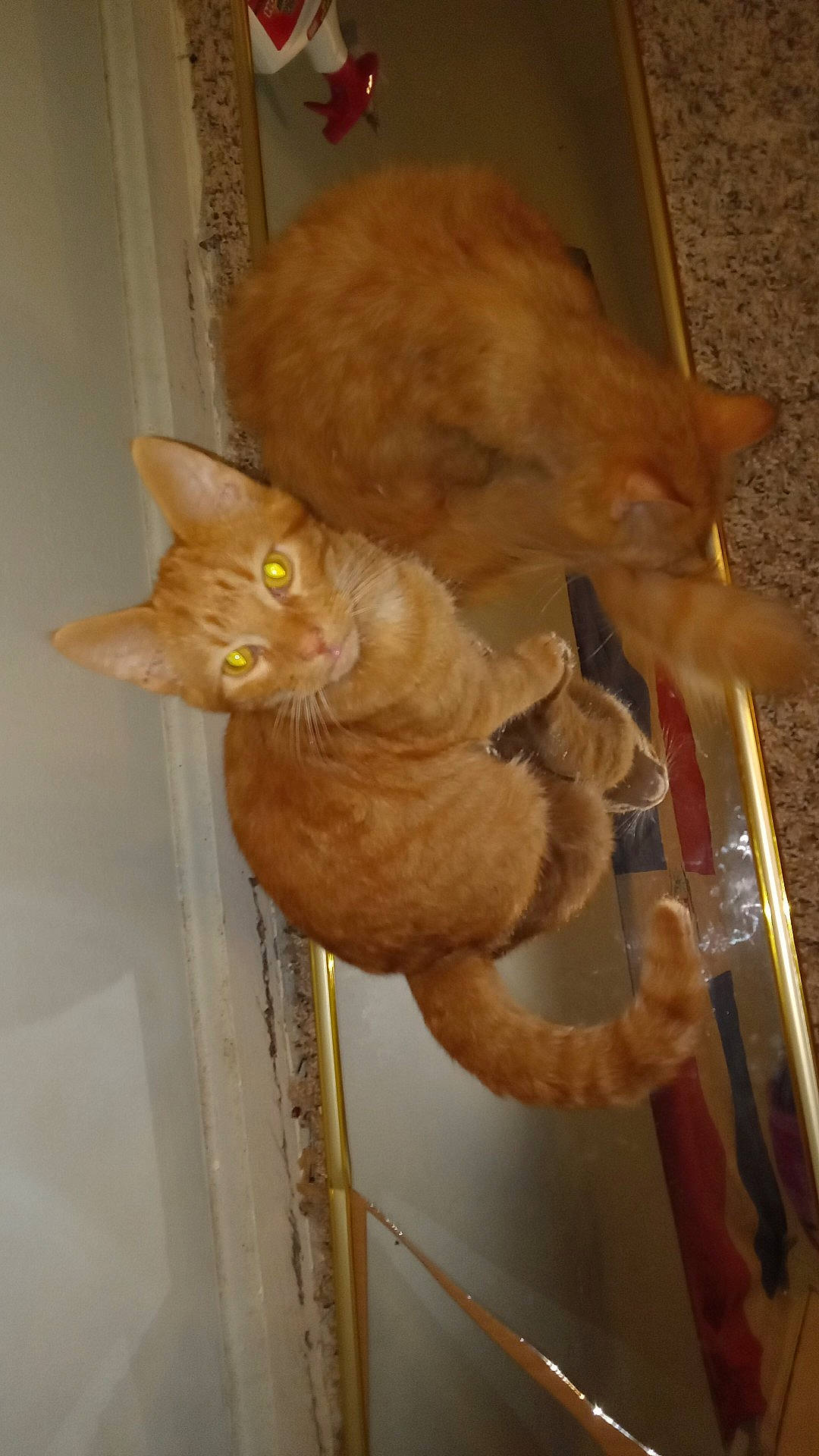 Anya joined the competition — help win amazing prizes! canidae, carnivore, cat, domestic_short_haired_cat, fawn, felidae, fur, small_to_medium_sized_cats, tail, whiskers, wood