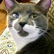 Grey Grey is registered to the contest to win money with this photo: cat, gray_cat, white_cat, closeup, indoor, quilt, patterned_quilt, wood_floor, furniture, blurred, pet, animal, face, whiskers, ear, eye, domestic_cat, sitting, resting, feline