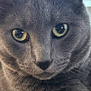Blue is registered to the contest to win money with this photo: cat, gray_cat, close_up, green_eyes, feline, pet, animal, whiskers, fur, indoor, portrait, curious, soft_light, domestic_cat, cute, face, muzzle, ears, nose, focus