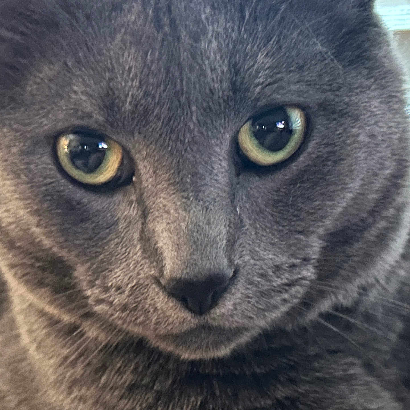 Blue is registered to the contest to win money with this photo: animal, cat, close_up, curious, cute, domestic_cat, ears, face, feline, focus, fur, gray_cat, green_eyes, indoor, muzzle, nose, pet, portrait, soft_light, whiskers
