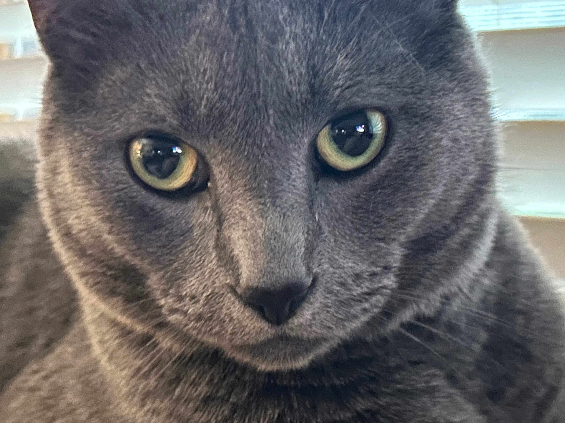 Blue is registered to the contest to win money with this photo: cat, gray_cat, close_up, green_eyes, feline, pet, animal, whiskers, fur, indoor, portrait, curious, soft_light, domestic_cat, cute, face, muzzle, ears, nose, focus