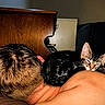 animal, back, brown_hair, cat, close_up, couch, cozy, furniture, indoor, kitten, nap, person, pet, relaxation, resting, shoulder, skin, sleeping, tabby, wood