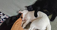 Aika Et Pakito a rejoint le concours — aidez-le/la à gagner de superbes lots ! cat, dog, pets, animal, sleeping, cuddling, cuddle_pile, black_cat, white_dog, mixed_breed, resting, indoors, bed, blanket, cozy, cute, relaxed, mammals, pet_portrait, companionship