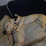 Aika Et Pakito participe au concours pour gagner de l'argent avec cette photo : animal, bed, blankets, canine, cozy, cuddling, dogs, fur, indoors, large_dog, nap, paws, pets, portrait, puppies, relaxed, resting, sleeping, small_dog, white_dog