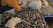 Aika Et Pakito a rejoint le concours — aidez-le/la à gagner de superbes lots ! animal, blanket, cat, couch, cozy, dog, home, indoors, leopard_print, living_room, lying_down, nap, pet_bed, pets, pillow, relaxed, sleeping, sofa, tabby_cat, white_dog