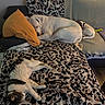 Aika Et Pakito a rejoint le concours — aidez-le/la à gagner de superbes lots ! dog, cat, pets, sleeping, relaxed, couch, sofa, blanket, pillow, indoors, living_room, cozy, white_dog, tabby_cat, lying_down, animal, pet_bed, leopard_print, home, nap