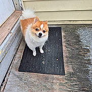 Otto is registered to the contest to win money with this photo: animal, brown_and_white, canine, curious, cute, dog, domestic, door, doormat, expression, fluffy, friendly, fur, looking_up, outdoor, pet, small_dog, standing, tail, wooden_floor