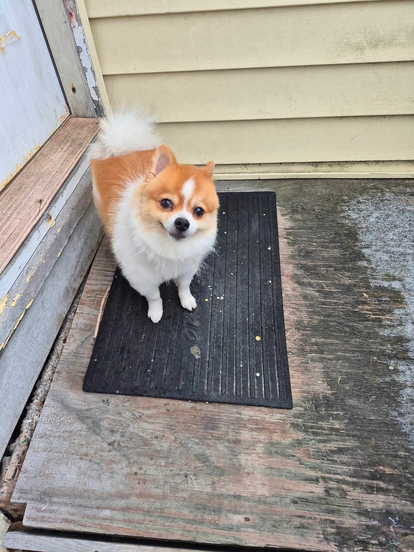 Otto