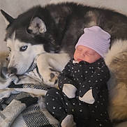 Grayson joined the competition — help win amazing prizes! baby, dog, husky, sleeping, blanket, couch, indoor, cute, pet, child, cozy, resting, animal, fur, clothing, hat, paw, face, comfort, relaxation