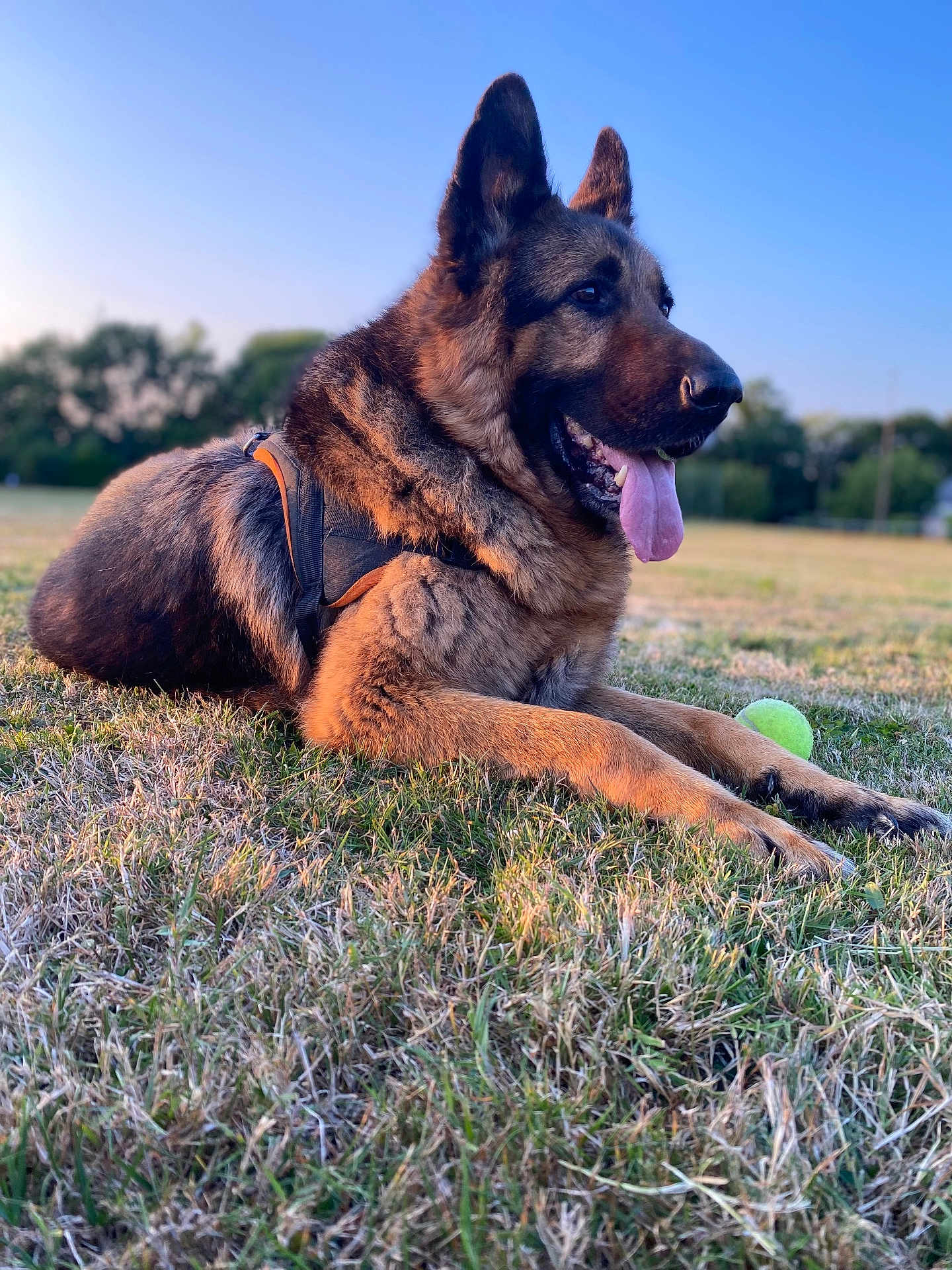 Jappy a rejoint le concours — aidez-le/la à gagner de superbes lots ! dog, german_shepherd, grass, tennis_ball, outdoor, pet, canine, tongue_out, sunlight, nature, animal, playing, happy, lying_down, summer, park, field, fur, ears, collar