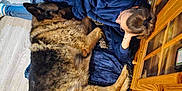 Jappy a rejoint le concours — aidez-le/la à gagner de superbes lots ! dog, german_shepherd, person, floor, blanket, wooden_cabinet, cuddling, relaxed, casual_clothing, eyeglasses, indoor, light_wood_floor, blue_clothing, paw, fur, home_interior, resting, comfort, companionship, natural_light