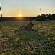 Jappy a rejoint le concours — aidez-le/la à gagner de superbes lots ! dog, german_shepherd, grass, sunset, field, bench, hedge, shadow, outdoor, animal, pet, nature, sky, sun, calm, resting, canine, park, leisure, silhouette