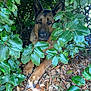 Jappy a rejoint le concours — aidez-le/la à gagner de superbes lots ! dog, german_shepherd, animal, pet, outdoor, greenery, leaves, bush, nature, canine, fur, eyes, paws, ground, shade, daylight, forest_floor, watchful, resting, curious