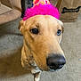 Nova is registered to the contest to win money with this photo: dog, party_hat, carpet, indoor, canine, pet, brown_dog, celebration, costume, hat, closeup, looking_up, animal, domestic_animal, funny, cute, floor, furry, mammal, portrait