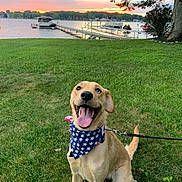 Nova is registered to the contest to win money with this photo: dog, grass, lake, sunset, bandana, patriotic, leash, water, tree, boat, dock, happy, tongue_out, outdoor, nature, canine, sky, smiling, heterochromia, animal