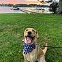 dog, grass, lake, sunset, bandana, patriotic, leash, water, tree, boat, dock, happy, tongue_out, outdoor, nature, canine, sky, smiling, heterochromia, animal