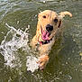 Nova is registered to the contest to win money with this photo: dog, water, splash, happy, playful, outdoor, summer, tongue_out, wet, animal, canine, collar, lake, nature, pet, joyful, swimming, fur, excited, paw