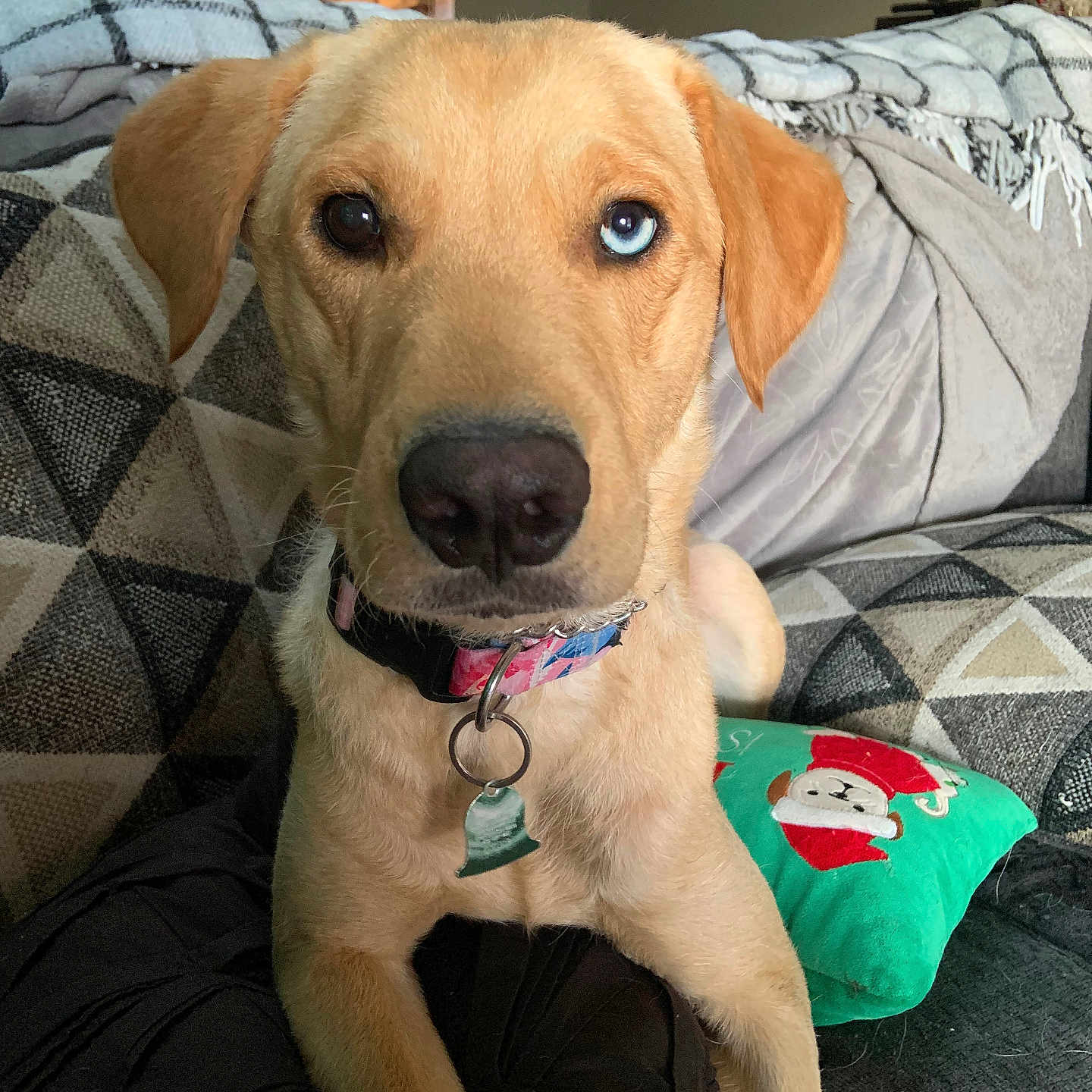 Nova is registered to the contest to win money with this photo: animal, blanket, blue_eye, brown_eye, canine, close_up, collar, couch, dog, ears, fur, heterochromia, home, indoor, looking_at_camera, patterned, pet, pillow, relaxed, snout