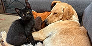 Nova joined the competition — help win amazing prizes! black_kitten, golden_dog, couch, living_room, sleeping_dog, pet, furniture, sitting, resting, cozy, home_interior, carpet, television, bookshelf, plastic_cups, toy, blanket, brown, gray, relaxation