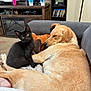 black_kitten, golden_dog, couch, living_room, sleeping_dog, pet, furniture, sitting, resting, cozy, home_interior, carpet, television, bookshelf, plastic_cups, toy, blanket, brown, gray, relaxation