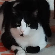 Mao participe au concours pour gagner de l'argent avec cette photo : animal, black_and_white, carpet, cat, closeup, cute, domestic_cat, eyes, feline, fur, home, indoor, laying, mammal, orange_pattern, paw, pet, relaxed, resting, whiskers