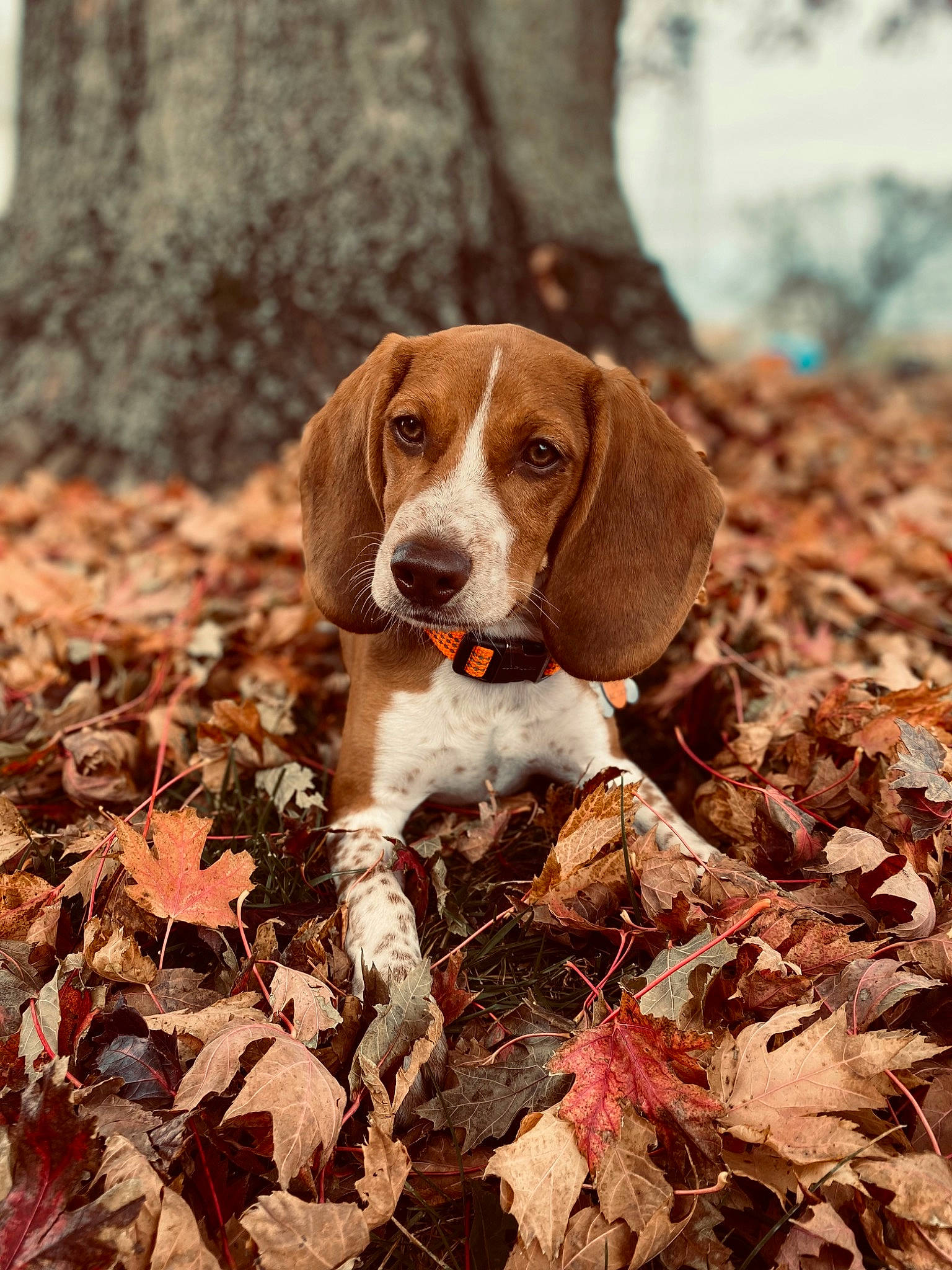 Gunner is registered to the contest to win money with this photo: autumn, carnivore, companion_dog, dog, dog_breed, fawn, gun_dog, hound, hunting_dog, liver, scent_hound, snout, sporting_group, terrestrial_animal, wood