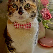 Lovie Dovie joined the competition — help win amazing prizes! cat, bow_tie, pet, feline, portrait, green_eyes, tabby, white_fur, pink, flowers, vase, bathroom, counter, close_up, cute, domestic_animal, indoor, whiskers, soft_light, still_life