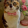 cat, bow_tie, pet, feline, portrait, green_eyes, tabby, white_fur, pink, flowers, vase, bathroom, counter, close_up, cute, domestic_animal, indoor, whiskers, soft_light, still_life