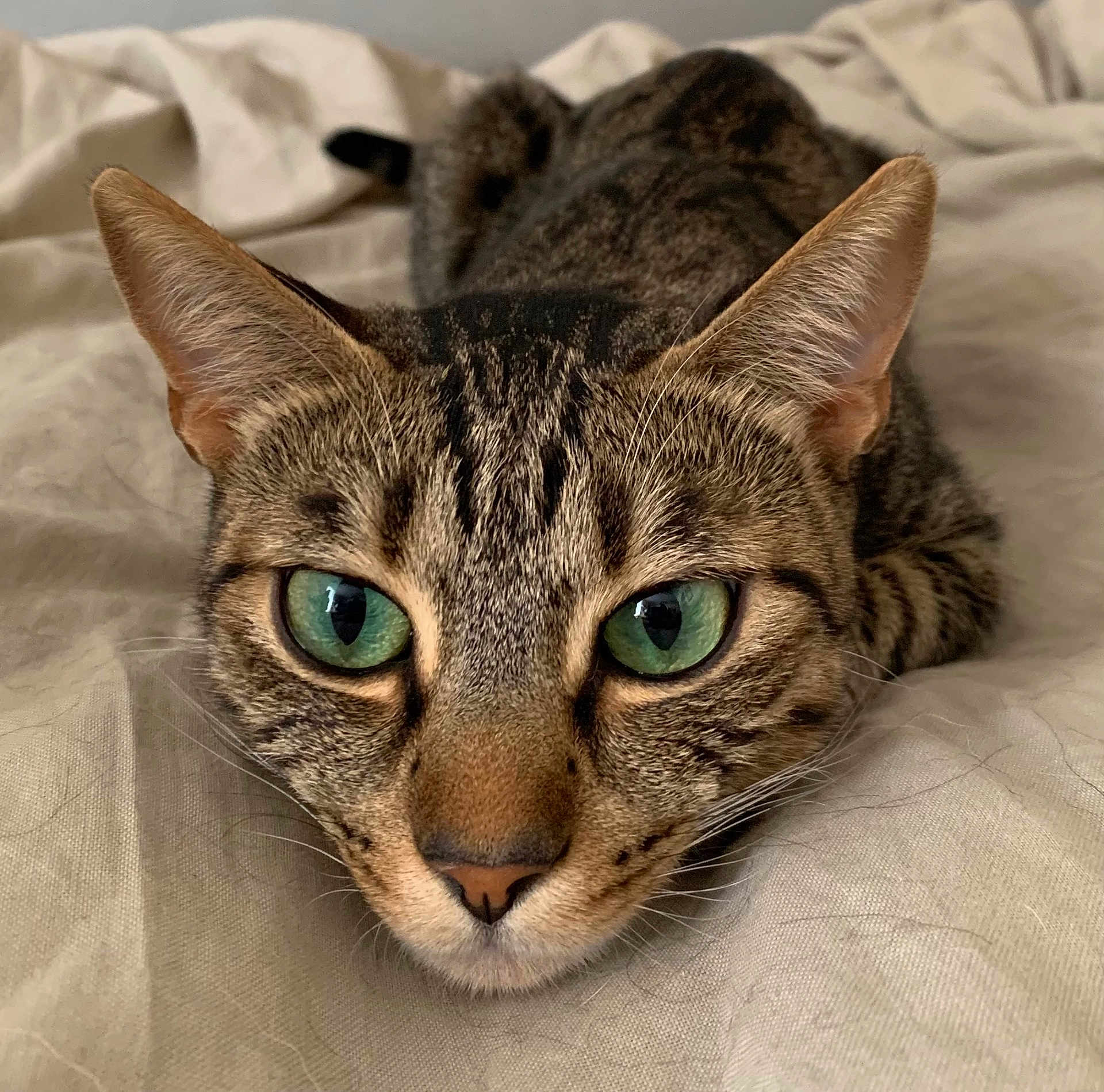 Elwood