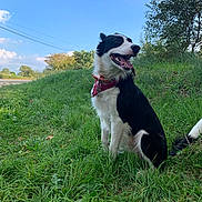 Gribouillon a rejoint le concours — aidez-le/la à gagner de superbes lots ! dog, black_and_white, bandana, grass, outdoor, sky, nature, tree, happy, pet, canine, tongue_out, sunny, greenery, hill, collar, animal, daylight, sitting, landscape
