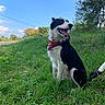 animal, bandana, black_and_white, canine, collar, daylight, dog, grass, greenery, happy, hill, landscape, nature, outdoor, pet, sitting, sky, sunny, tongue_out, tree