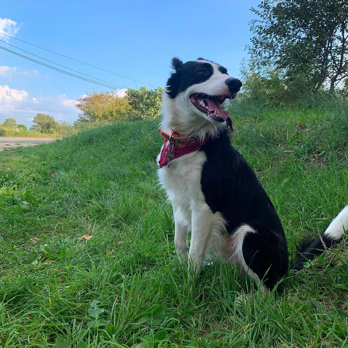 Gribouillon a rejoint le concours — aidez-le/la à gagner de superbes lots ! dog, black_and_white, bandana, grass, outdoor, sky, nature, tree, happy, pet, canine, tongue_out, sunny, greenery, hill, collar, animal, daylight, sitting, landscape