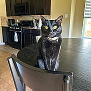 Huey joined the competition — help win amazing prizes! cat, black_cat, pet, indoor, kitchen, chair, table, yellow_eyes, feline, curious, domestic_animal, fur, animal, home, window, natural_light, cabinet, tile_floor, modern_kitchen, seated