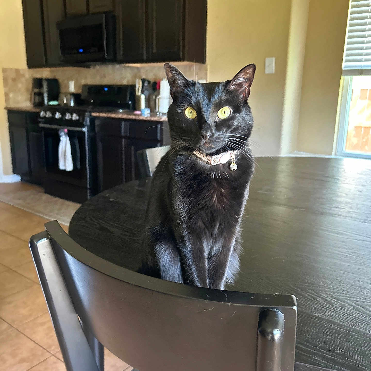 Huey joined the competition — help win amazing prizes! cat, black_cat, pet, indoor, kitchen, chair, table, yellow_eyes, feline, curious, domestic_animal, fur, animal, home, window, natural_light, cabinet, tile_floor, modern_kitchen, seated