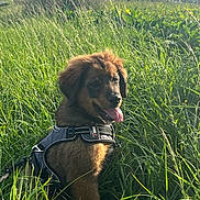 Laidy participe au concours pour gagner de l'argent avec cette photo : dog, puppy, grass, outdoor, nature, sunlight, harness, tongue_out, field, greenery, canine, animal, summer, pet, young_dog, sitting, happy, sky, rural, daylight