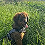 dog, puppy, grass, outdoor, nature, sunlight, harness, tongue_out, field, greenery, canine, animal, summer, pet, young_dog, sitting, happy, sky, rural, daylight