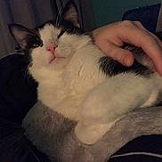 Benji joined the competition — help win amazing prizes! cat, pet, hand, fur, indoor, cozy, relaxed, pink_nose, whiskers, black_and_white, sleepy, cuddle, comfort, feline, domestic_animal, resting, close_up, cute, animal, soft