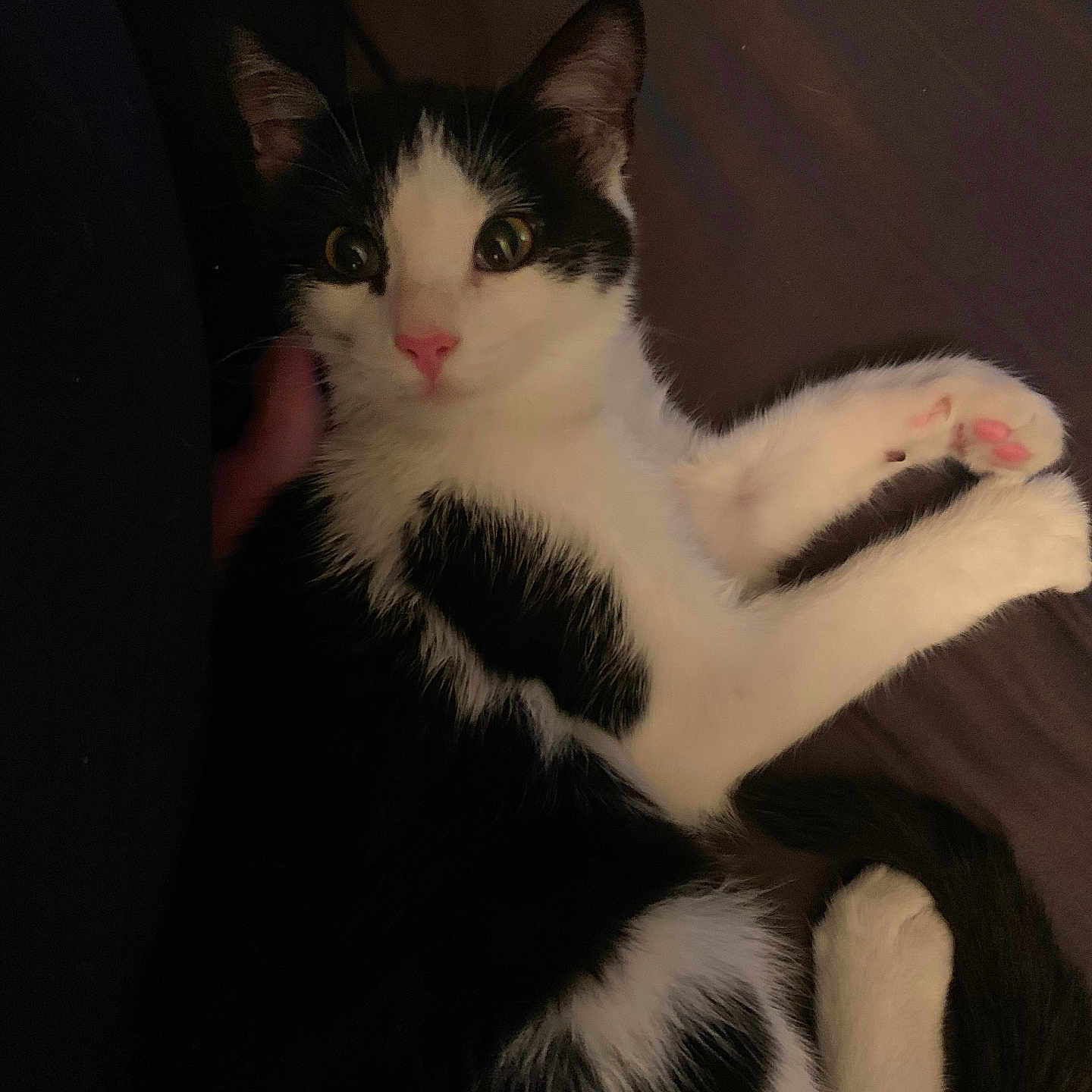 Benji joined the competition — help win amazing prizes! cat, black_and_white, pet, animal, feline, indoor, cute, relaxed, paw, tail, fur, whiskers, nose, ears, lying_down, looking, close_up, domestic_animal, sleepy, cozy