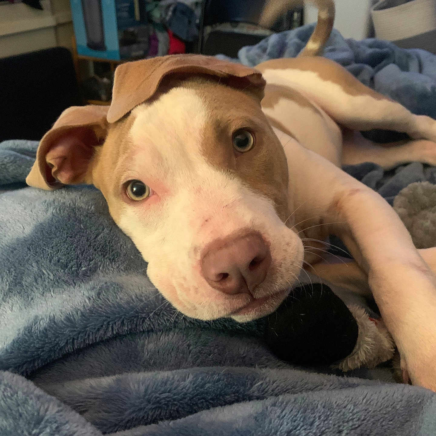 Lily is registered to the contest to win money with this photo: dog, puppy, blanket, indoor, pet, laying_down, brown_and_white, soft_texture, ears, nose, fur, animal, cute, relaxed, cozy, toy, bedroom, closeup, looking, resting