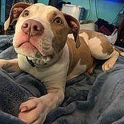Lily joined the competition — help win amazing prizes! dog, brown_and_white, puppy, blanket, indoor, bedroom, soft_texture, looking_up, ears, pet, canine, fur, cozy, domestic, lying_down, close_up, expression, animal, cute, companion