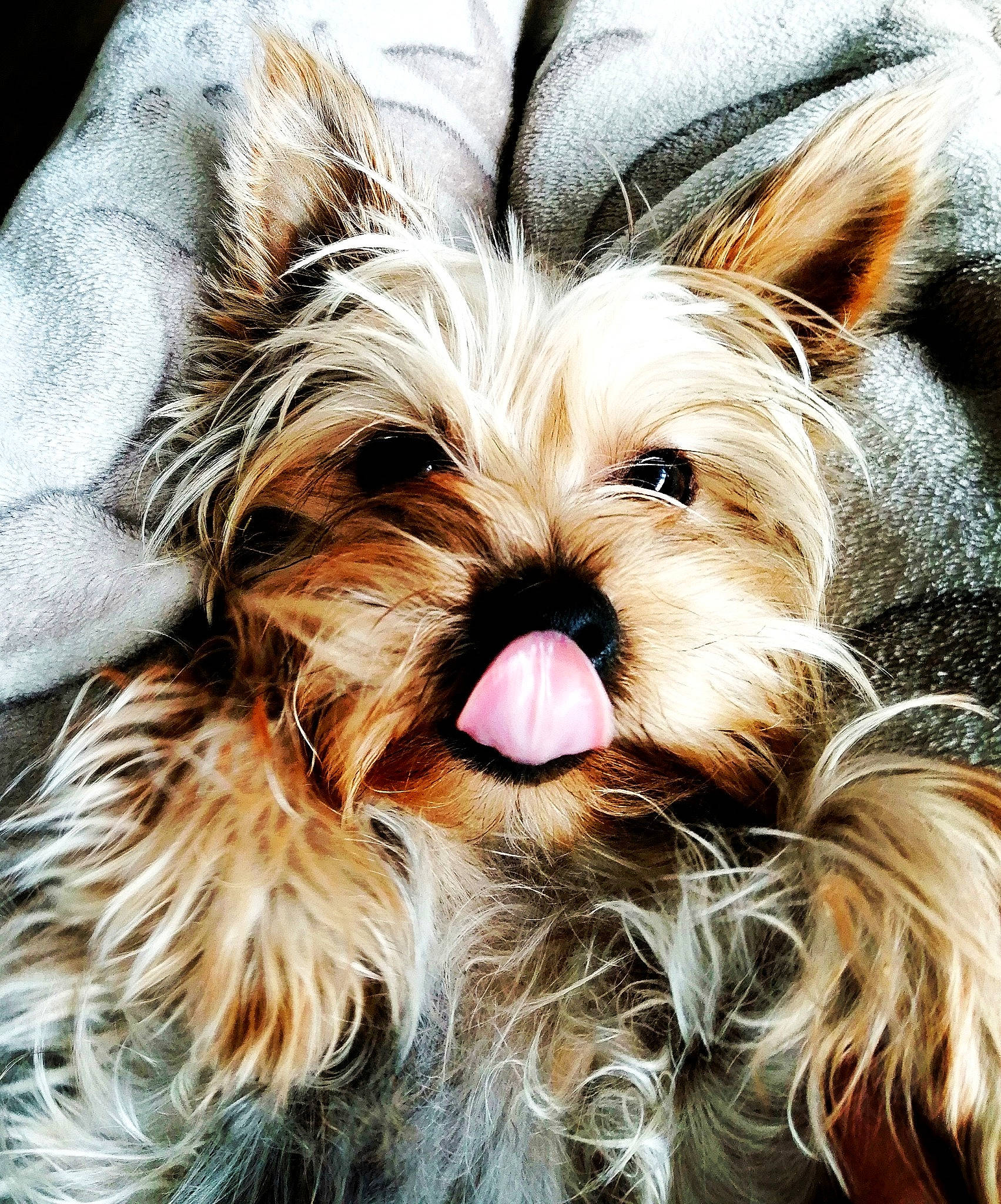 Ruby a rejoint le concours — aidez-le/la à gagner de superbes lots ! ball, biewer_terrier, canidae, carnivore, close_up, companion_dog, dog, dog_breed, ear, fur, liver, snout, sporting_group, terrestrial_animal, terrier, toy_dog, whiskers, working_animal, yorkipoo, yorkshire_terrier