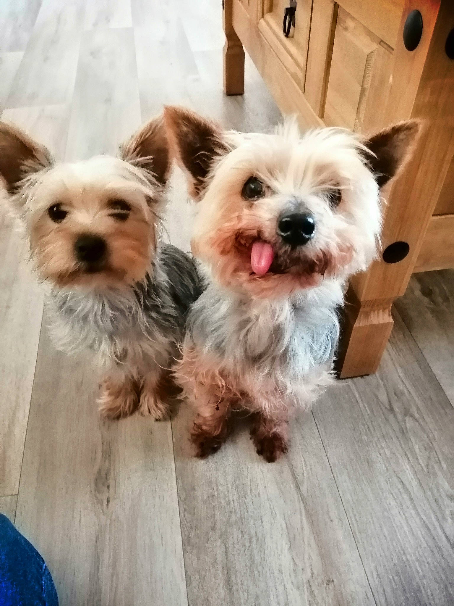 Ruby a rejoint le concours — aidez-le/la à gagner de superbes lots ! carnivore, companion_dog, dog, dog_breed, dog_collar, dog_supply, eyewear, fawn, flooring, fur, happy, hardwood, plant, puppy_love, small_terrier, snout, terrier, toy_dog, wood, working_animal