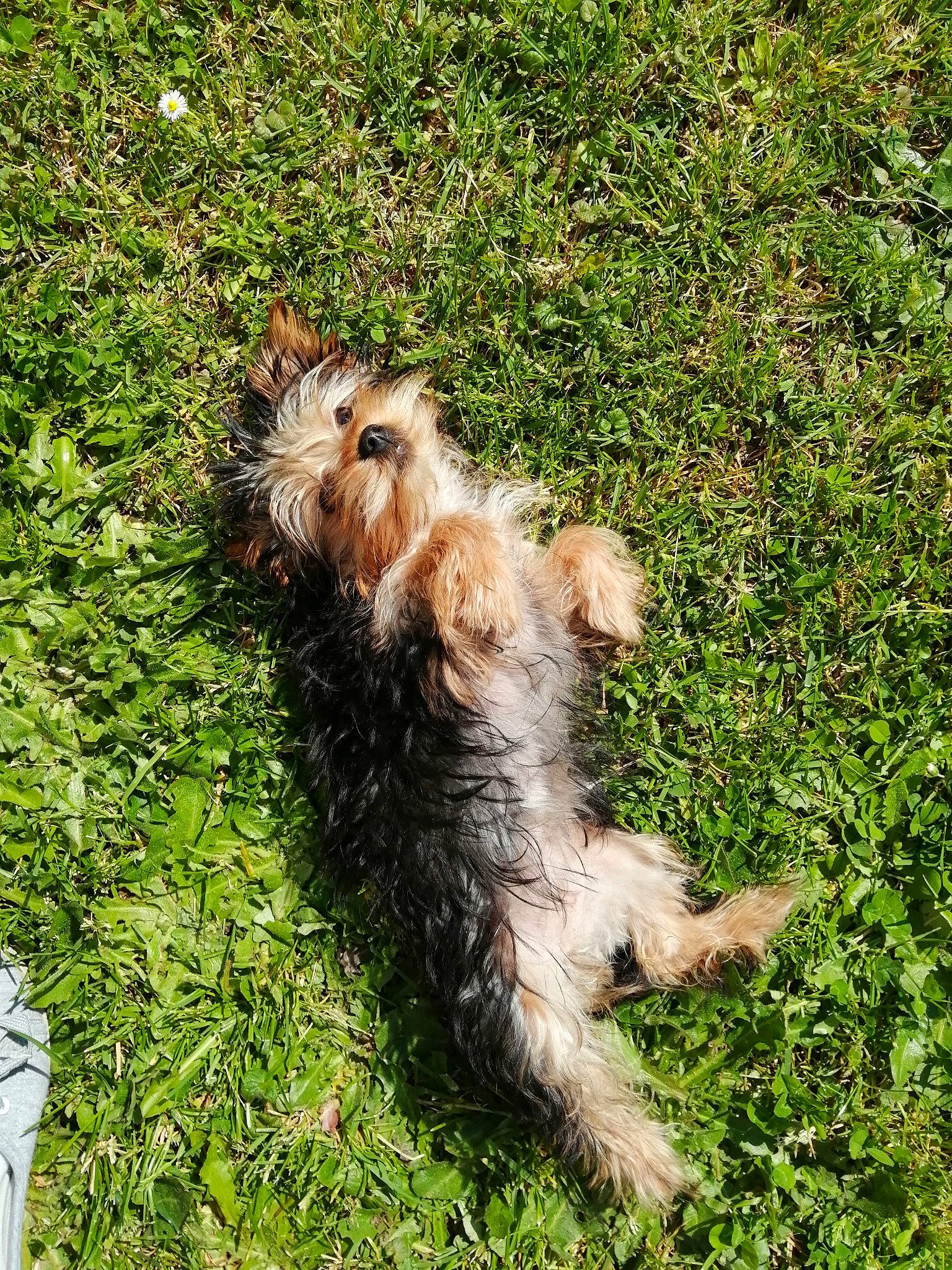 Ruby a rejoint le concours — aidez-le/la à gagner de superbes lots ! carnivore, companion_dog, dog, dog_breed, fawn, fur, grass, grassland, groundcover, hoary_marmot, plant, puppy, small_terrier, tail, terrestrial_animal, terrier, toy_dog, water_dog, yorkipoo, yorkshire_terrier