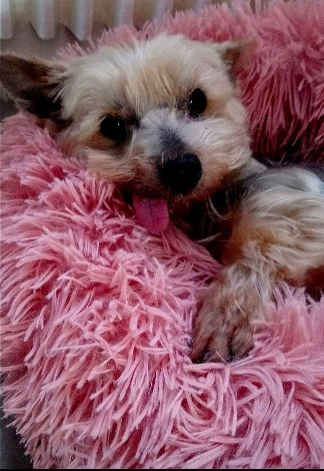 Lyly participe au concours pour gagner de l'argent avec cette photo : carnivore, companion_dog, dog, dog_bed, dog_breed, dog_clothes, dog_collar, dog_supply, fawn, fur, pet_supply, pink, small_terrier, snout, sporting_group, terrier, toy, toy_dog, water_dog, working_animal